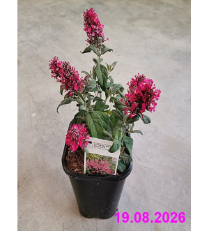 Buddleja dav. 'Butt.Candy Little Bubblegum'® C 1,4 L